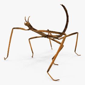 3D Stick Insect Brown Rigged model